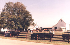 picture of Grubbs Angus Farm