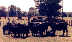 picture of Grubbs cattle
